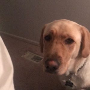 Meet your Posher, Sydney